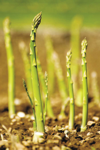 GRT-SO10-asparagus-tal_opt