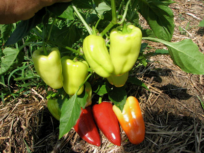 Gypsy Peppers
